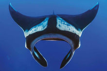 Sharks & Underwater Predators - Interior 4