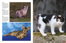 Cats - Interior 4
