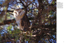 Owls - Interior 4