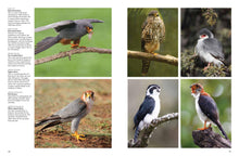 Birds of Prey - Interior 4
