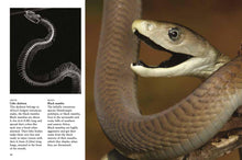 Snakes - Interior 4