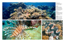 Reefs - Interior 4