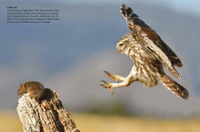 Birds of Prey - Interior 4