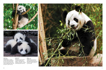 Endangered Animals - Interior 4