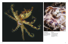 Sharks and Underwater Predators - Interior 4