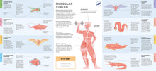 Foldout Anatomy - Interior 4