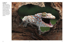 Crocodiles, Alligators & Lizards - Interior 4