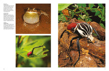 Forest Animals - Interior 4