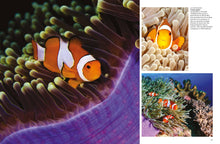 Tropical Fish - Interior 4