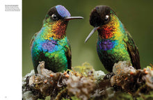 Tropical Birds - Interior 4