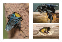 Bees - Interior 4