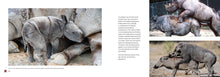 Sex and the Animals - Interior 4