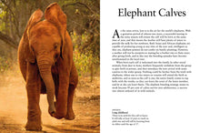 Elephants - Interior 4