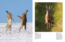 Rabbits - Interior 4