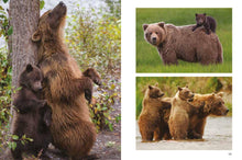 Bears - Interior 4