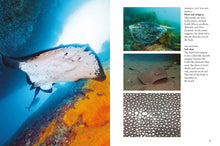 Sharks & Underwater Predators - Interior 5