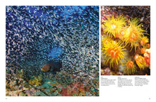 Reefs - Interior 5