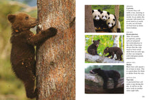 Bears - Interior 5