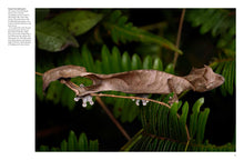 Crocodiles, Alligators & Lizards - Interior 5