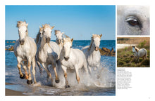 Wild Horses - Interior 5