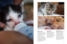 Kittens - Interior 5