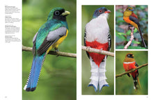 Tropical Birds - Interior 5