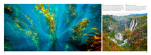 Forests - Interior 5