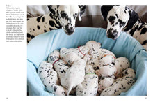 Puppies - Interior 5