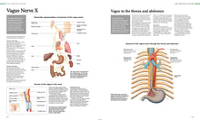 Human Anatomy - Interior 5