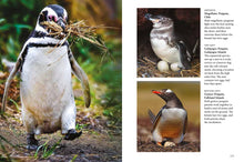 Penguins - Interior 5