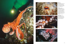 Sharks and Underwater Predators - Interior 5