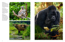 Forest Animals - Interior 5