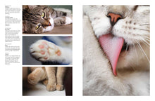 Cats - Interior 5