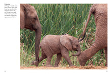 Elephants - Interior 5