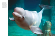 Whales & Dolphins - Interior 5