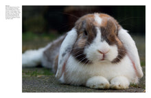 Rabbits - Interior 5