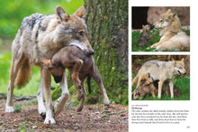 Wolves - Interior 6