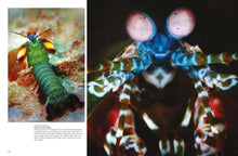Strange Animals - Interior 6