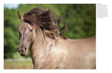 Wild Horses - Interior 6