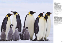 Penguins - Interior 6