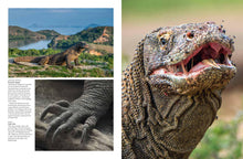 Crocodiles, Alligators & Lizards - Interior 6