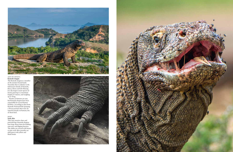 Crocodiles, Alligators & Lizards – Stable Book Group