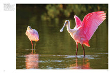 Tropical Birds - Interior 6