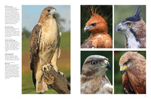 Birds of Prey - Interior 6