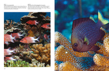 Reefs - Interior 6