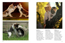 Kittens - Interior 6