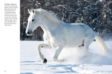 Horses - Interior 6