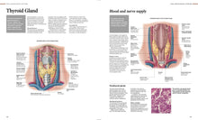 Human Anatomy - Interior 6