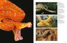 Snakes - Interior 6