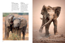 Elephants - Interior 6